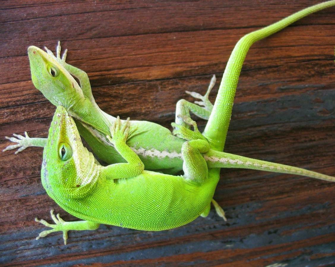 Sexo verde. Sexo seguro.