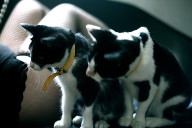 Miados e Latidos, no VII Burlesc Festival da Festa Carroussell