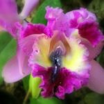 flor do jardim do PD