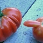 fotos-duplo-sentido-tomates-safados